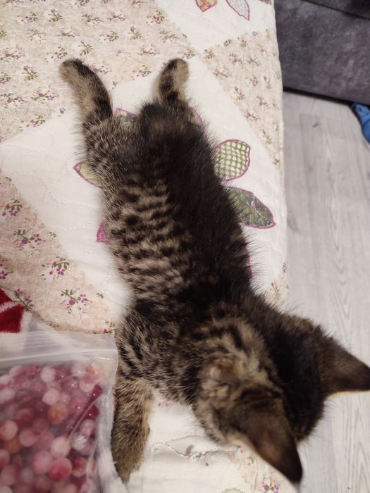 Отдам кисяо в добрые руки.