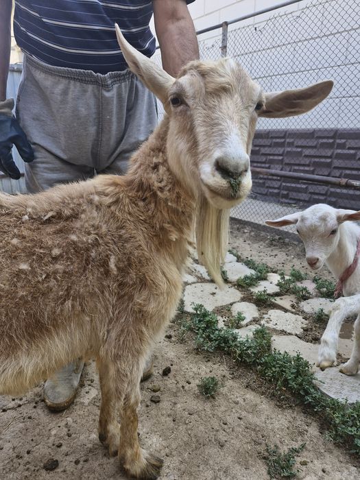Продаётся коза. Даёт 4 литра молока.