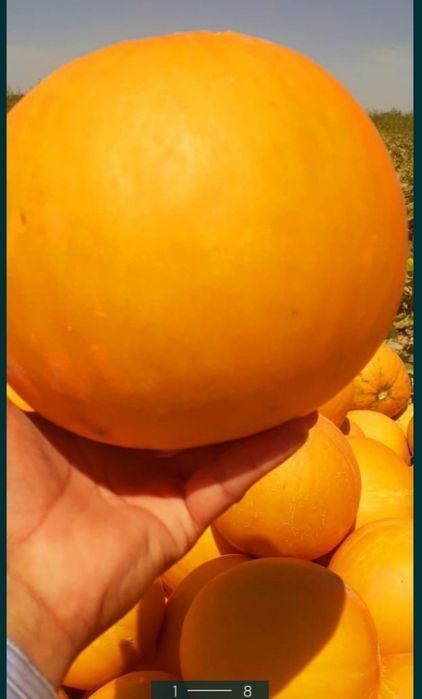 Продаётся Семена дыни бакинка очень хороший сорт