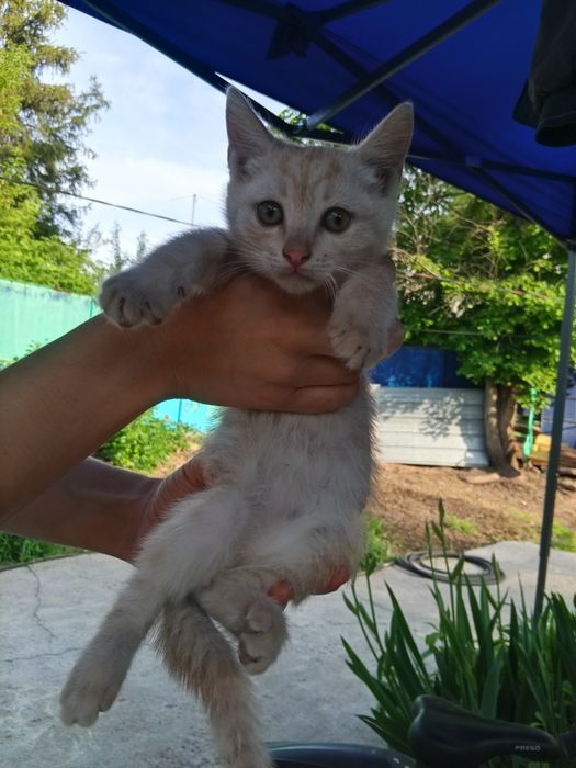 Отдам котят в добрые руки