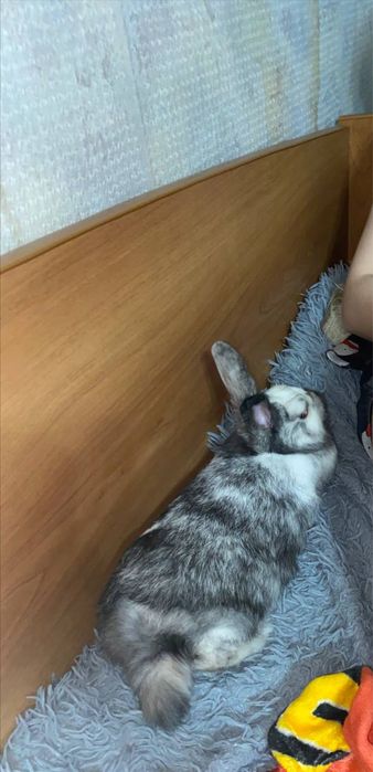 Продам кролика декоративного!