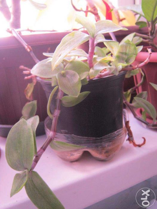 Цветок Традесканция