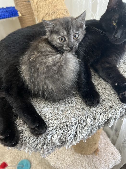 Отдам  котят  три котенка