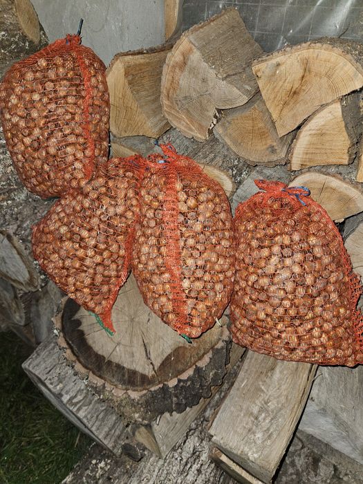 Alune  Cluj Apahida 2025