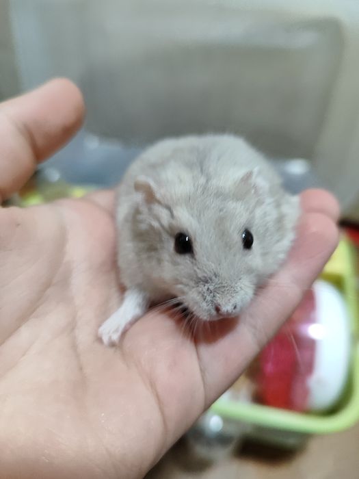 Хомяк дам в добрые руки (СРОЧНО)