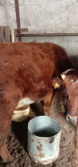 Продам 3-х тёлок