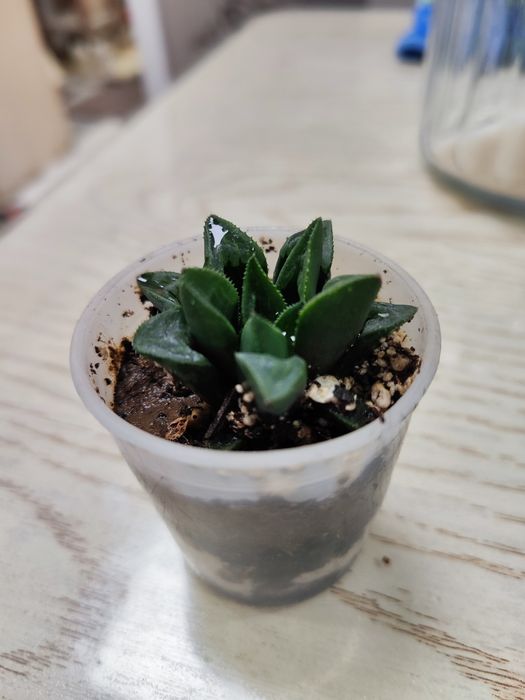 Продаются Суккуленты