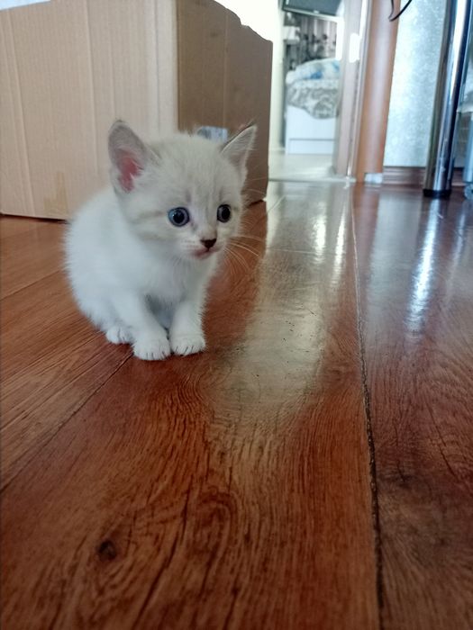 Отдадим Котят бесплатно.