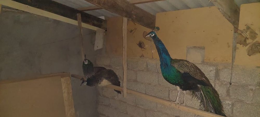 Жар  птица жар птица