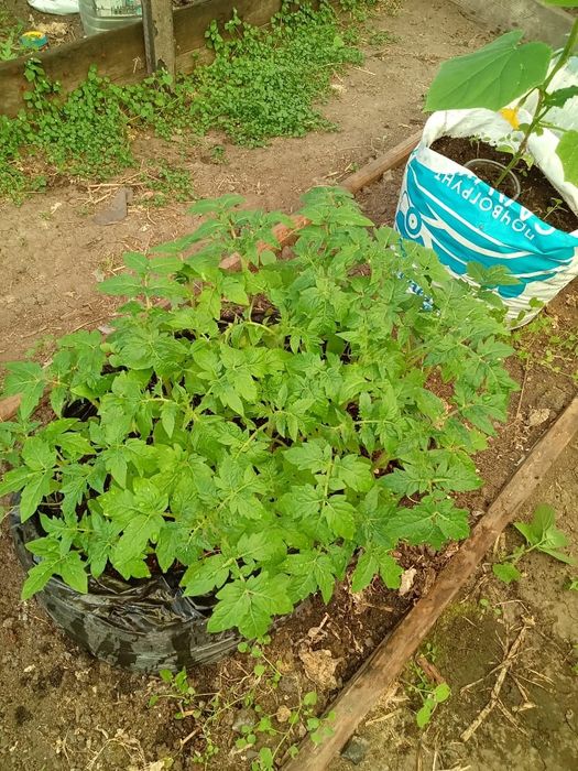 Продам саженцы!!!