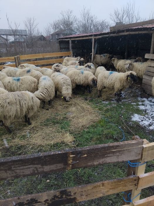 Vand 60 oi tinere miori si strămiori de 3 și 4 miei