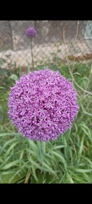 Лук декоративный очень красивый