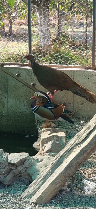 Vand rate mandarine si Caroline