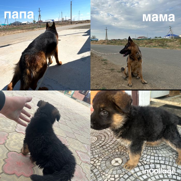 немецкий овчарка