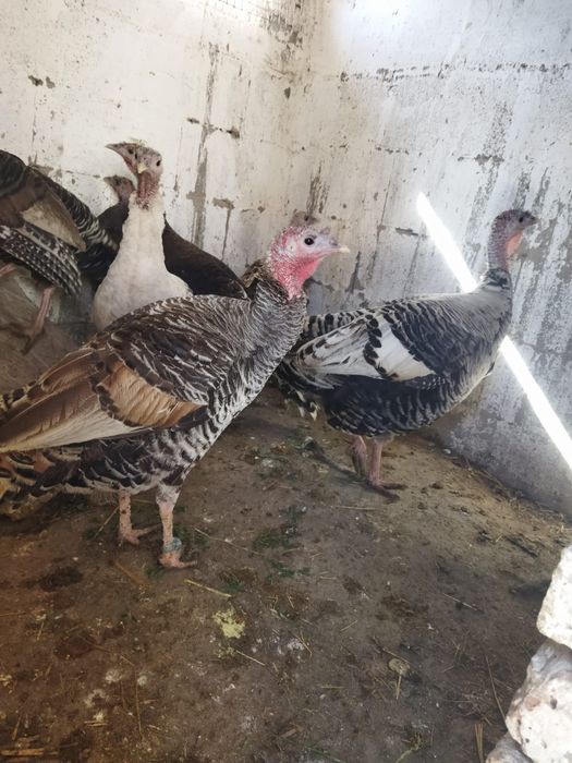 Продам куры домашние