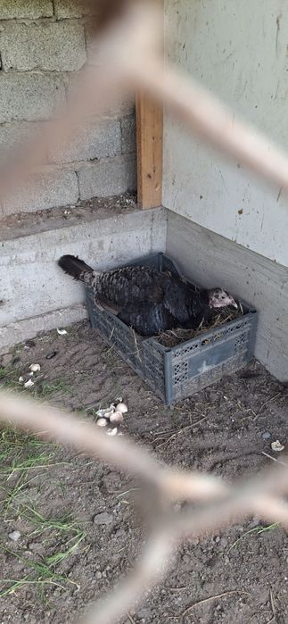 Kurka, tovuq jojalari bor domashniy sotiladi