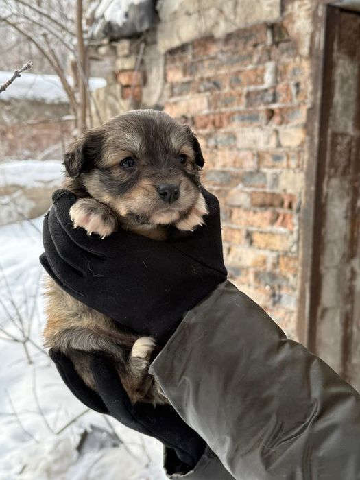 Дарю щенят!        .