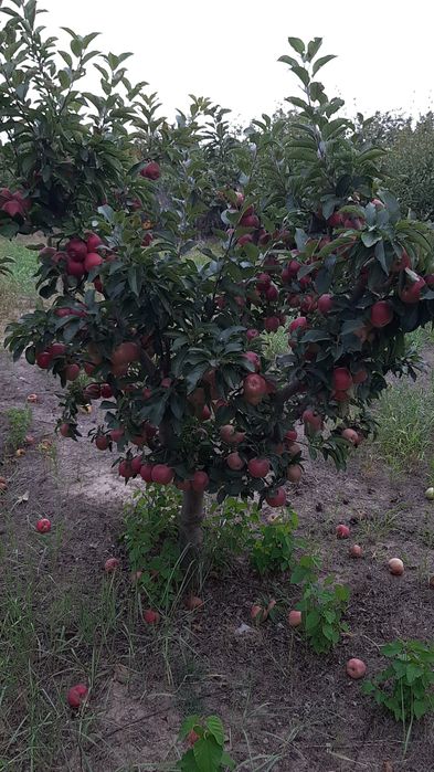 Taieri de fructificare si formare pomi fructiferi