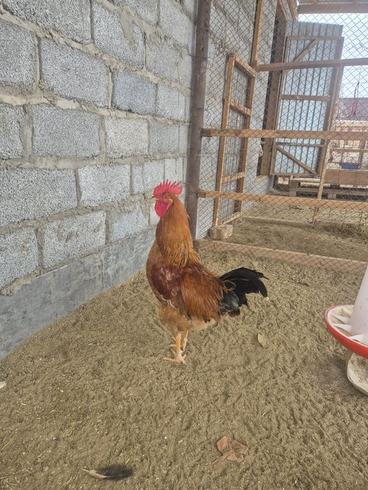 Кучинский тұқымды қораздар сатылады