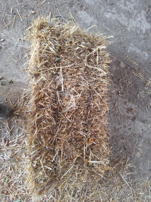 Vând triticale și paie de grâu.