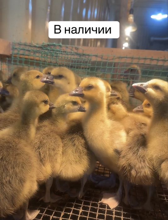 Птица в ассортименте