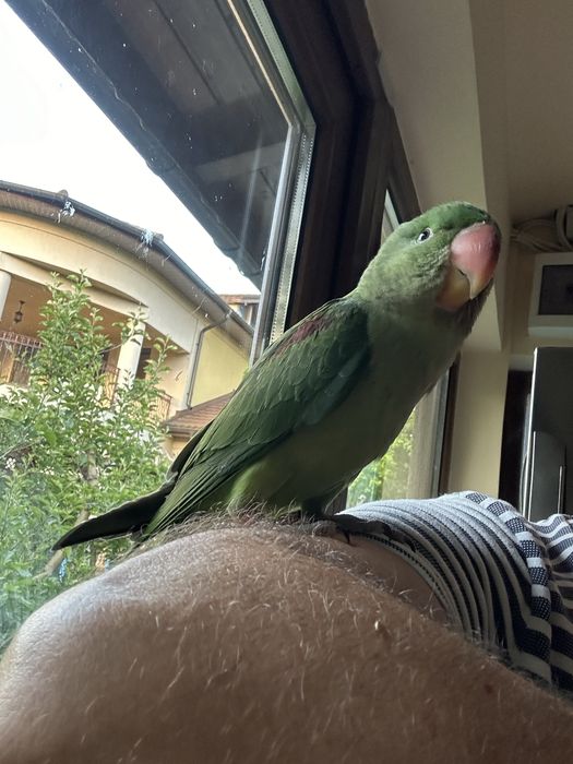 Puiuti foarte blanzi de papagali Marele Alexandru crescuti la seringa