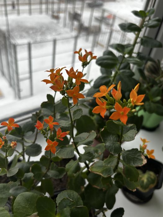 Комнатные цветы  разные.