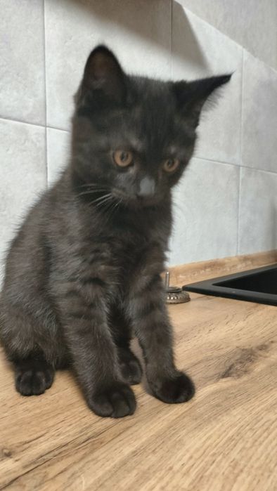 Котик в добрые руки!