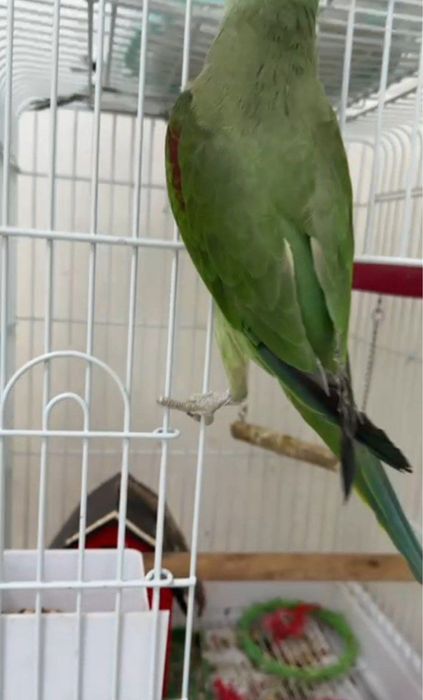 Александирский кушимиза