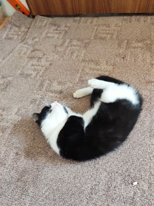 Adopție pisicuțe și pisoi
