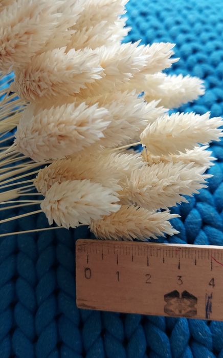 Сухоцветы. Цветы для дома.