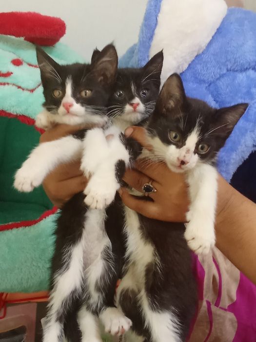 100 mingdan muwukchalar