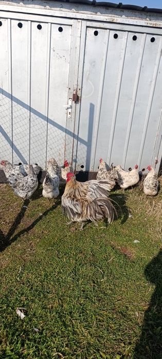 Яйца за люпене от легбар опал , легбар крем и австралорп