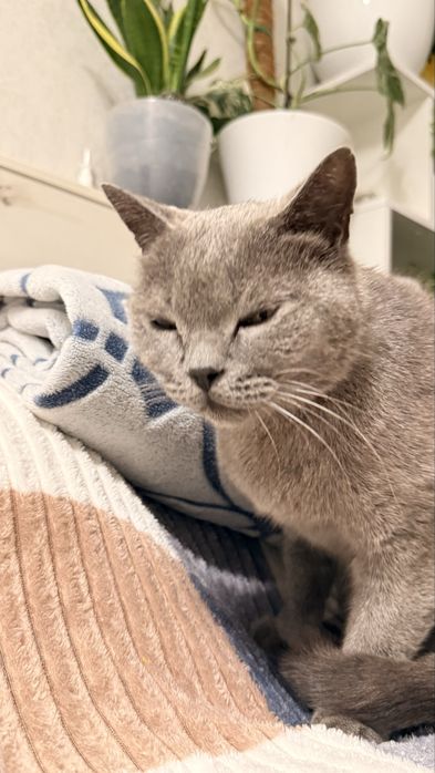 Породистый котик в добрые руки.