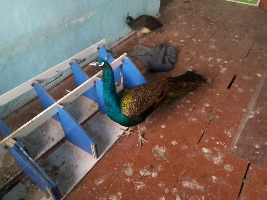 Tovusmodari bilan birga