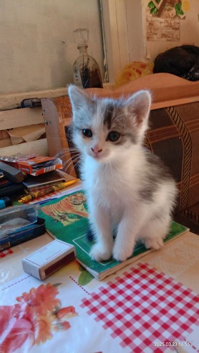 Котенок отдам даром