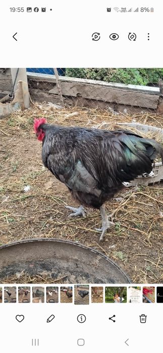 Продам инкубационные яйца