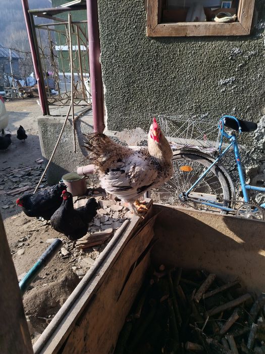 De vânzare  cocoși