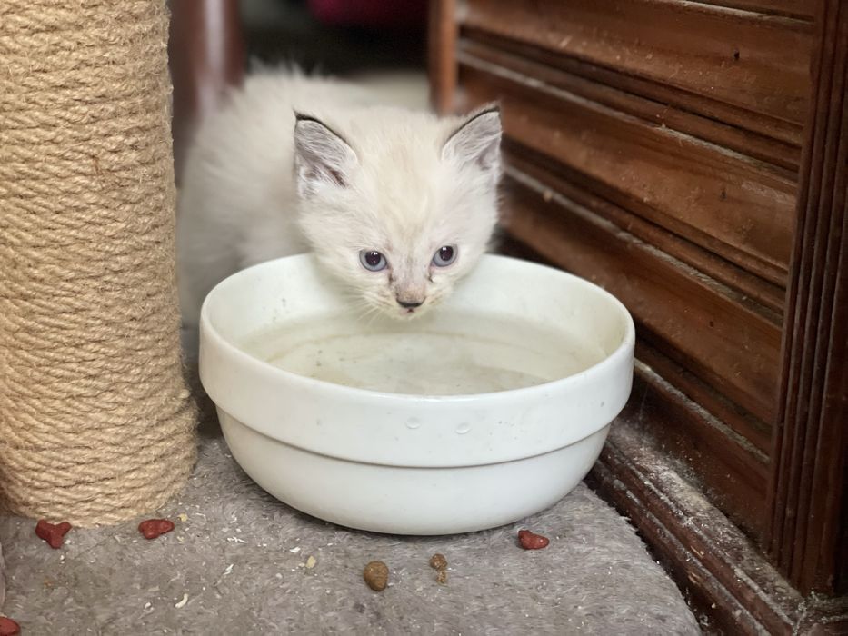 Продается симаский котенок