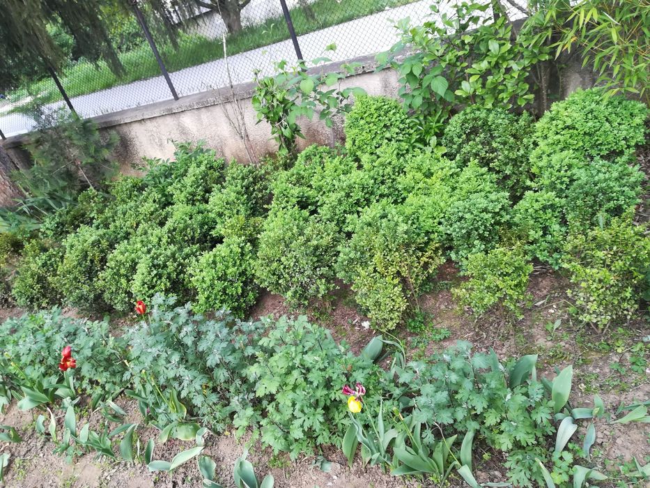 Различни чемшири за красиви градини