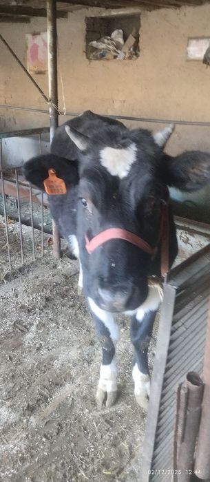 Gʻoʻnajin sotiladi