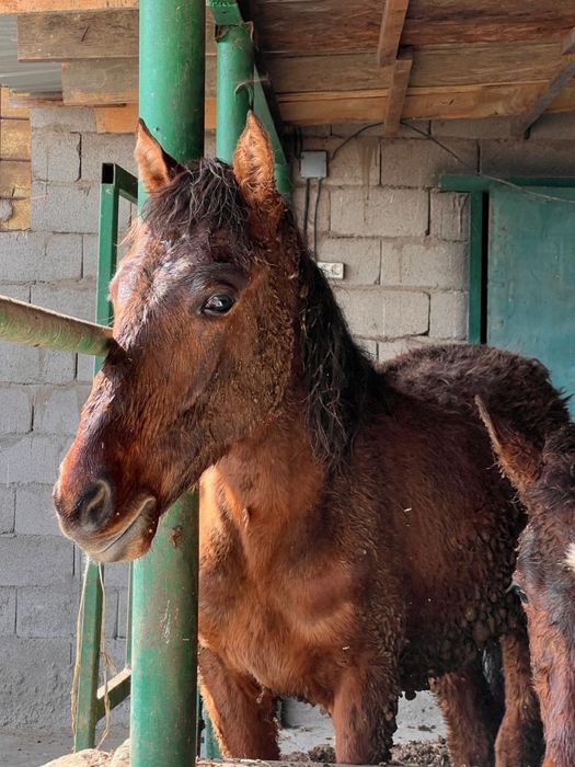 Жылқылар сатылады