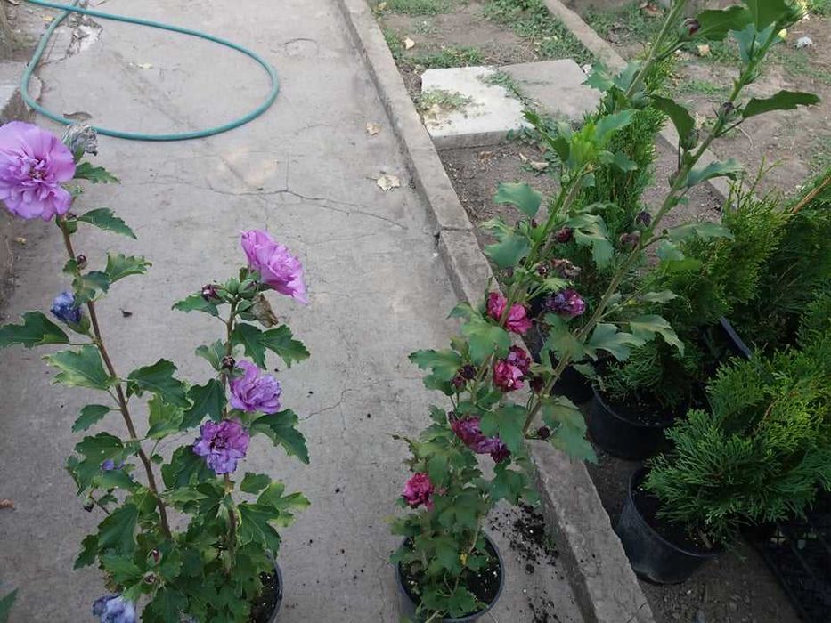 Хибискус Кичест - Дървовидна ружа 
Студоустойчив