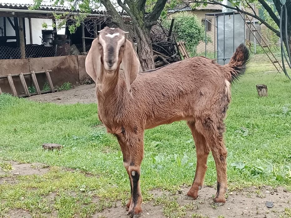 Ешкі  битал.  Битал.