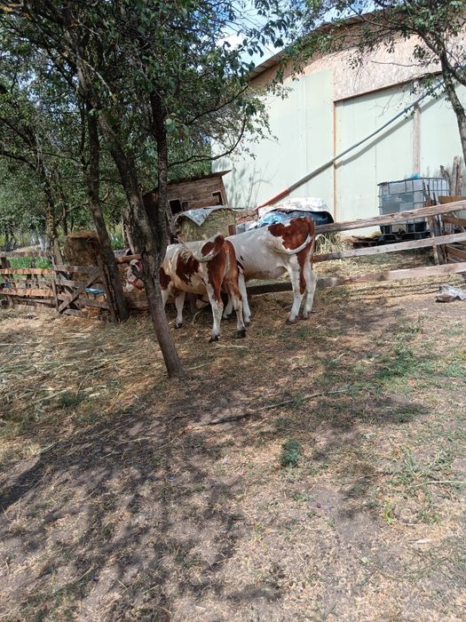 De vânzare vițele