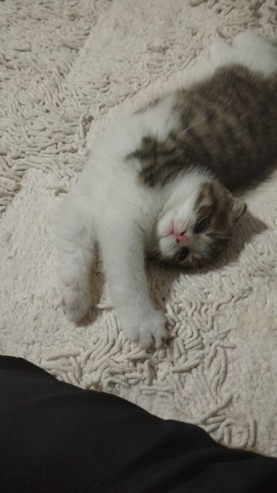 Отдаю котенка 2.5 месяца мальчик