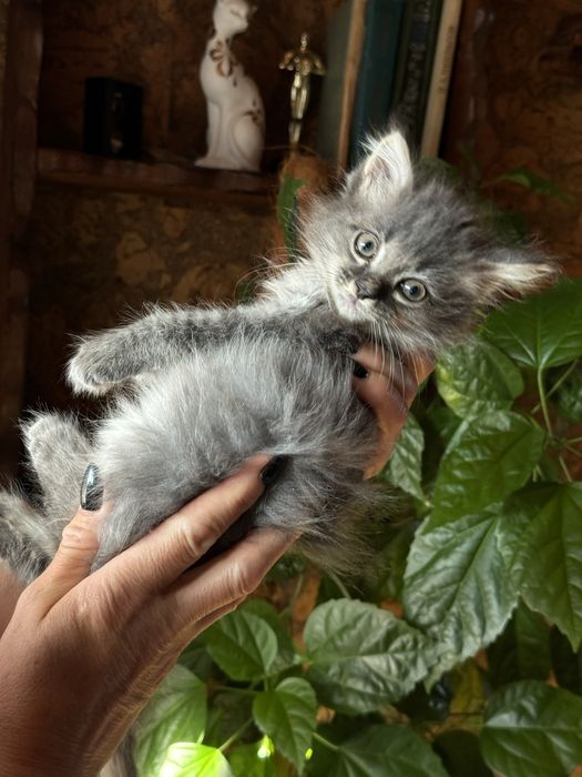 Котенок, в добрые руки