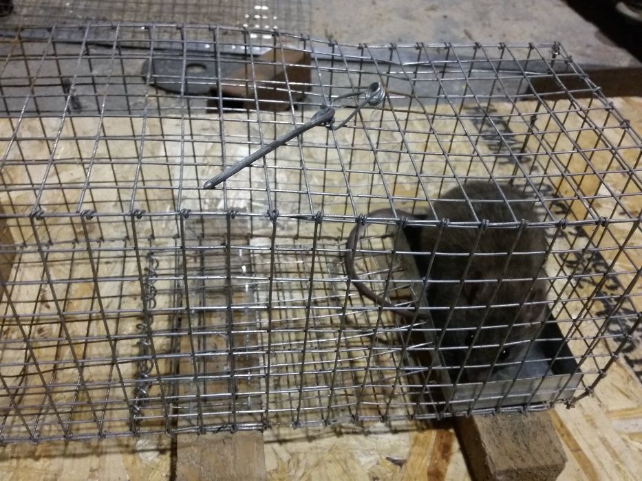 ловушка для крыс