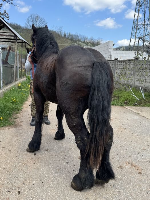 Vand manz negru corb