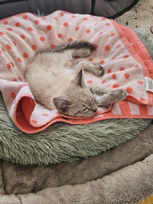 Котенок ( девочка, видимо породистая)